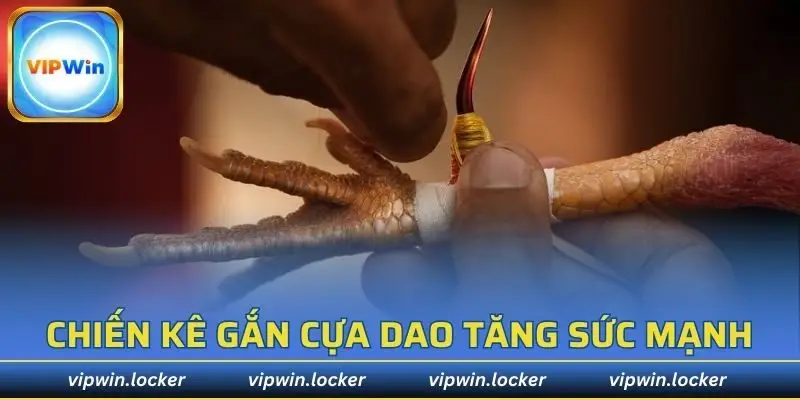 Chiến kê được gắn cựa dao tăng thêm phần kịch tính