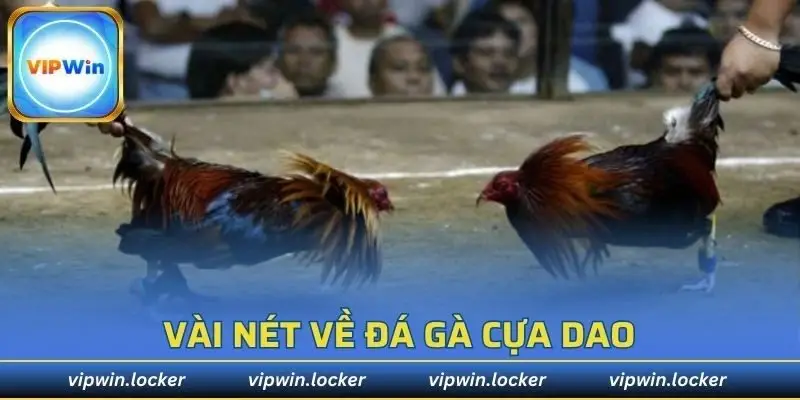 Đá gà cựa dao là một hình thức thi đấu đặc biệt