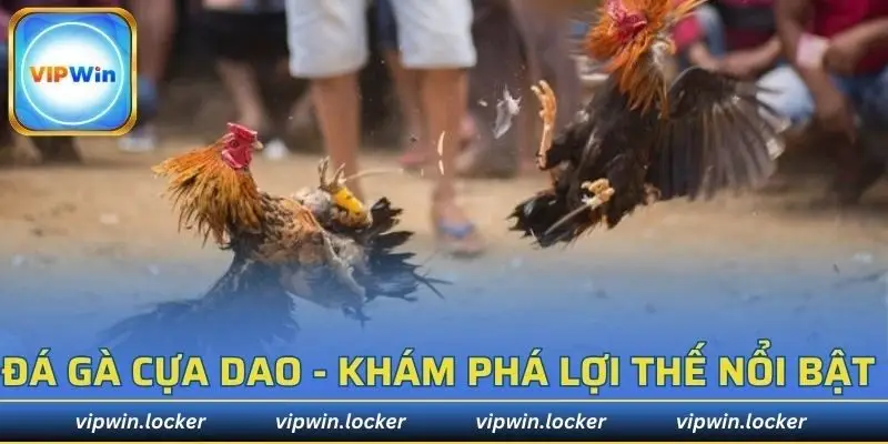 đá gà cựa dao