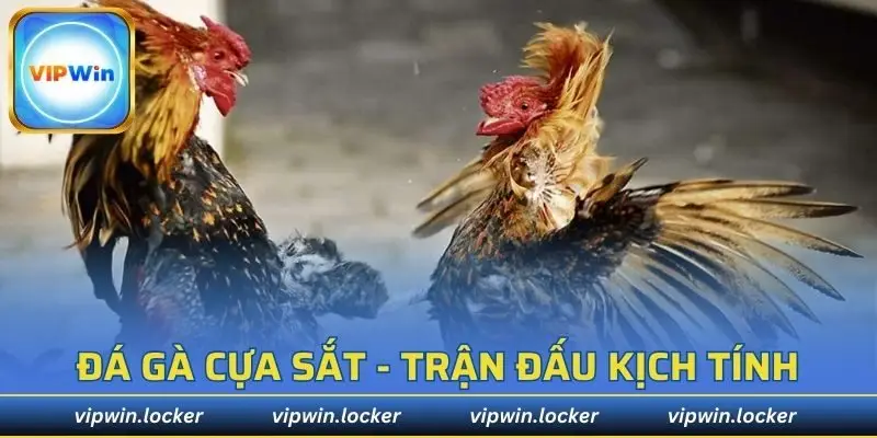 Đá gà cựa sắt