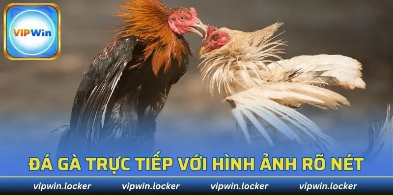 đá gà trực tiếp