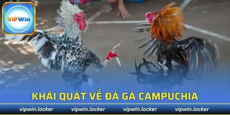 Khái quát về đá gà Campuchia
