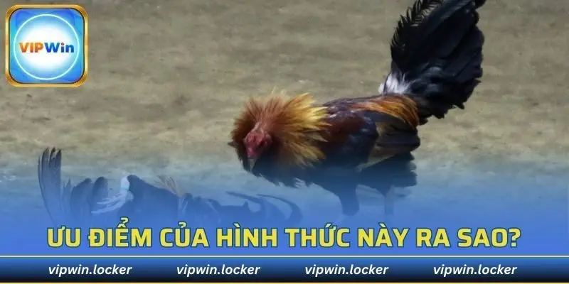 Loại hình mang đến sự mãn nhãn, thỏa mãn người xem