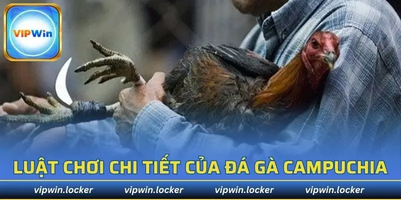 Luật chơi chi tiết của đá gà Campuchia