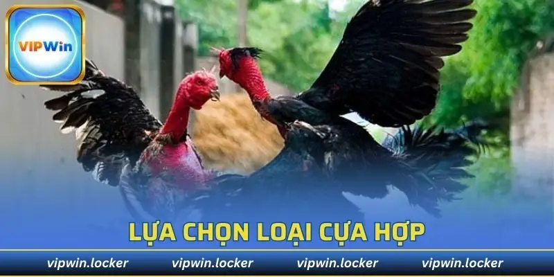 Lưu ý khi đeo cựa cho chiến kê