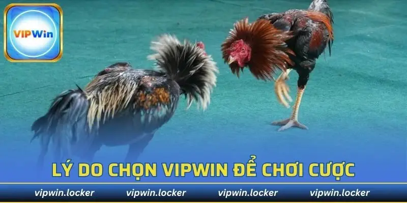 Lý do chọn Vipwin để chơi cược đá gà trực tiếp