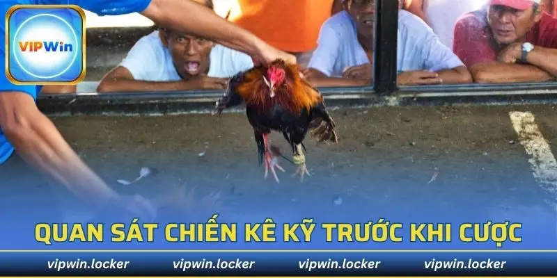 Quan sát các chiến kê thật kỹ trước khi cược