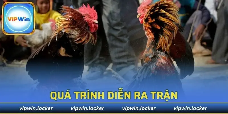 Quy trình tham gia trận đấu