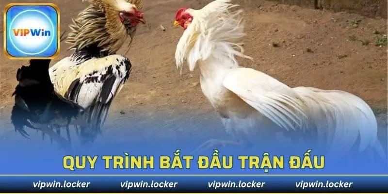 Quy trình bắt đầu trận đấu