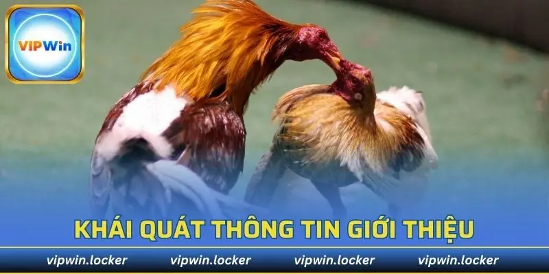 Thông tin cơ bản về đá gà cựa sắt