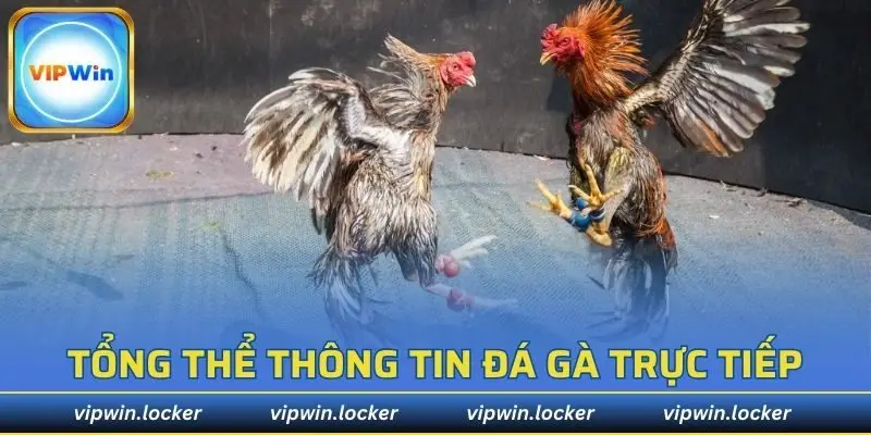 Tổng thể thông tin đá gà trực tiếp